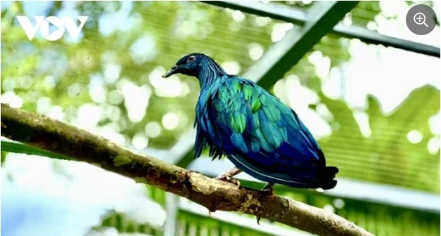 Con Dao National Park receives five rare Nicobar pigeons